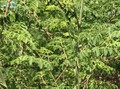 モリンガの木と葉